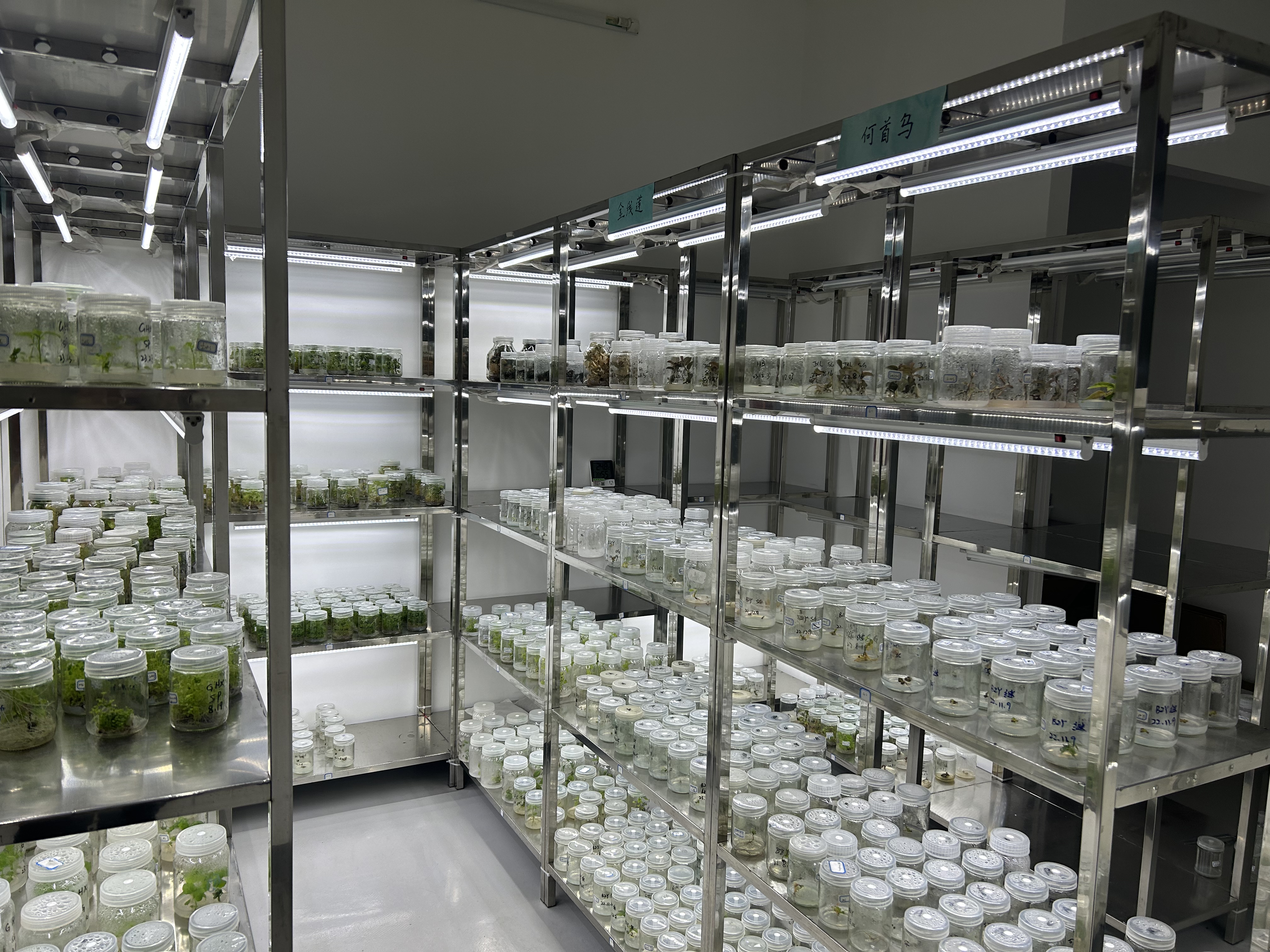 采芝林下属汉潮公司关于仙草组培快繁技术已正式获得国家发明专利授权