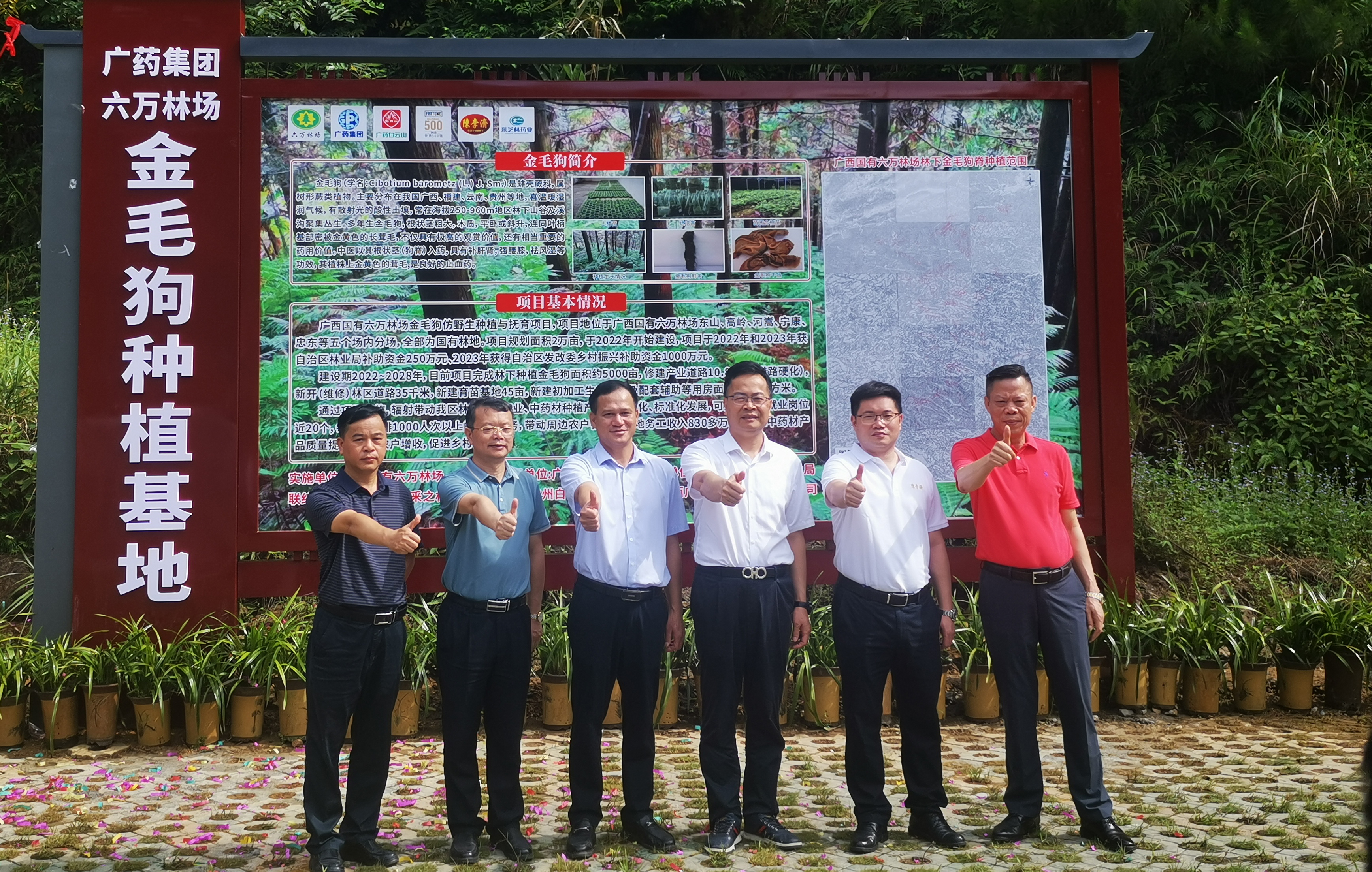 采芝林药业共建“广药集团·六万林场金毛狗脊种植基地”成功挂牌