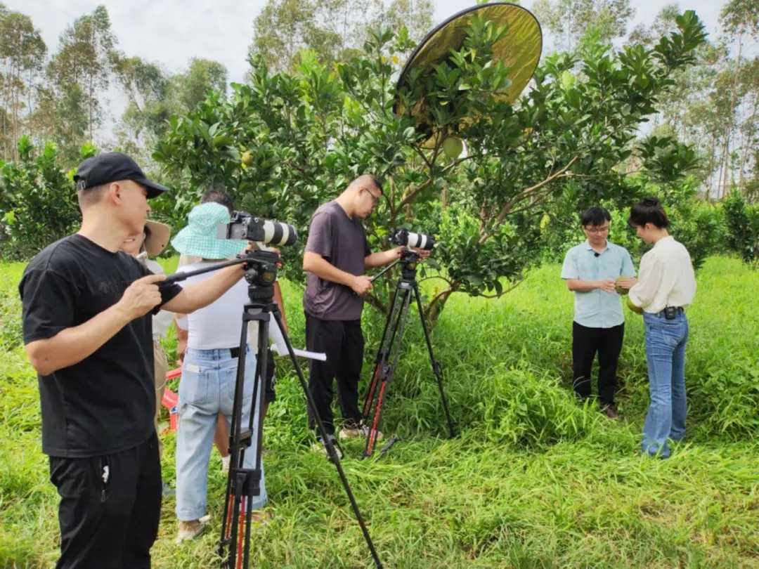 央视《健康之路》栏目深入探访化橘红种植基地，采芝林药业展现中医药文化魅力